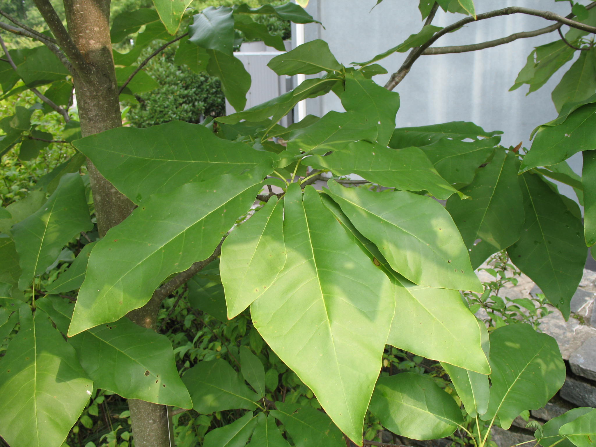Magnolia fraseri var. pyramidata   / Magnolia fraseri var. pyramidata  