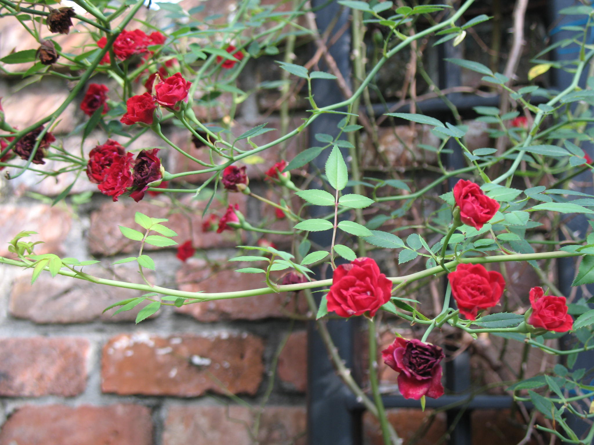 Online Plant Guide - Rosa 'Red Cascade' / Red Cascade Rose