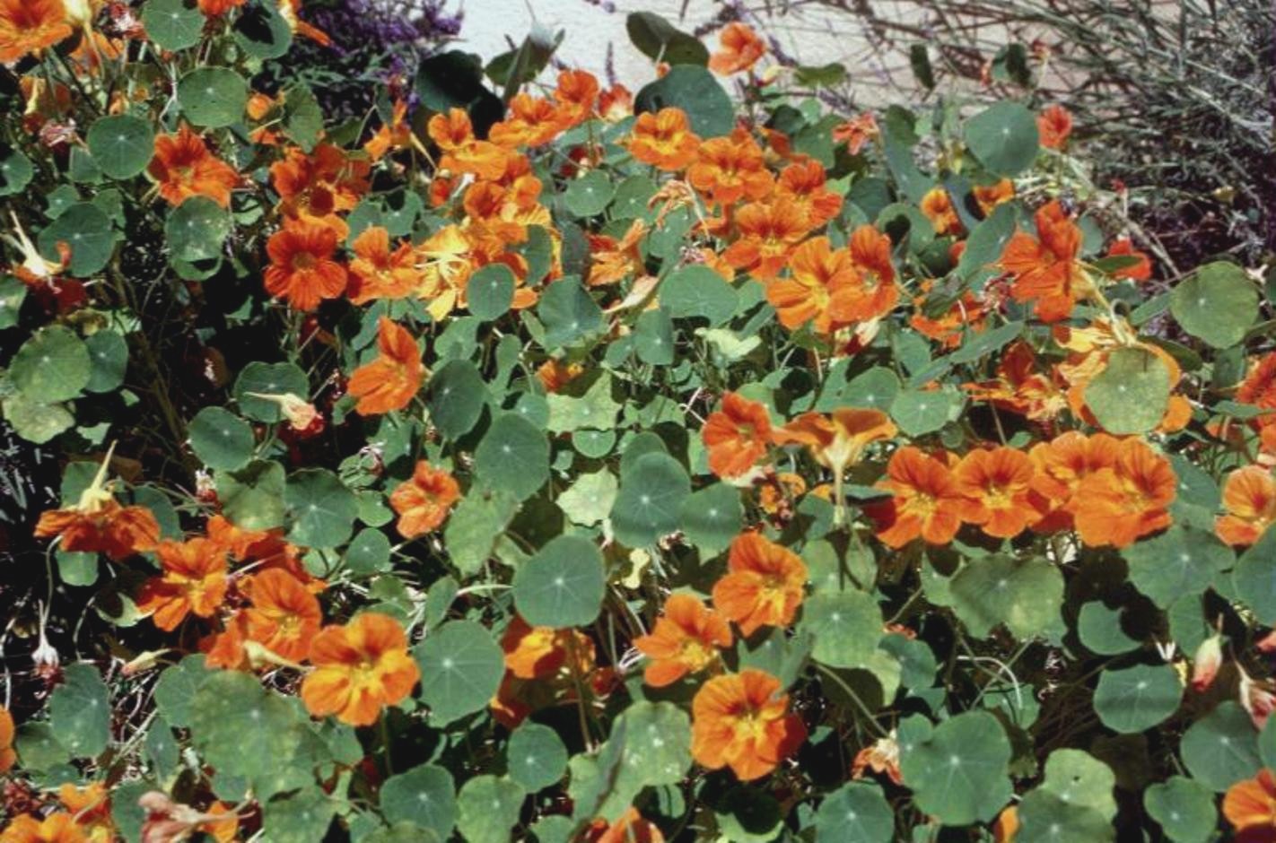 Tropaeolum majus / Tropaeolum majus