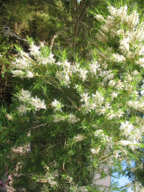 Online Plant Guide - Melaleuca alternifolia / Tea Tree, Ti Tree