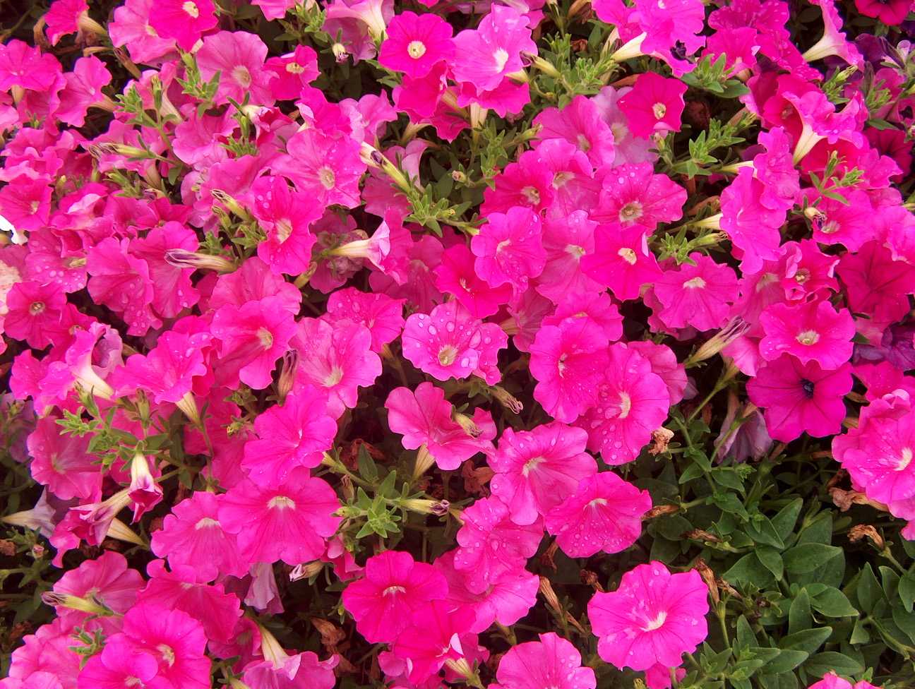 Online Plant Guide - Petunia 'Plush Deep Pink' / Plush Deep Pink Petunia