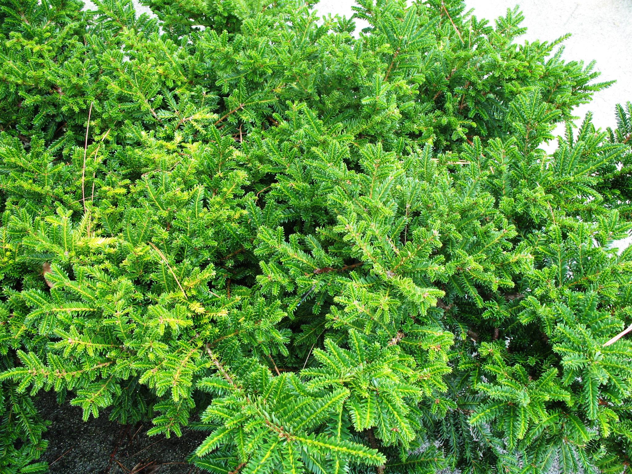 Taxus cuspidata monloo